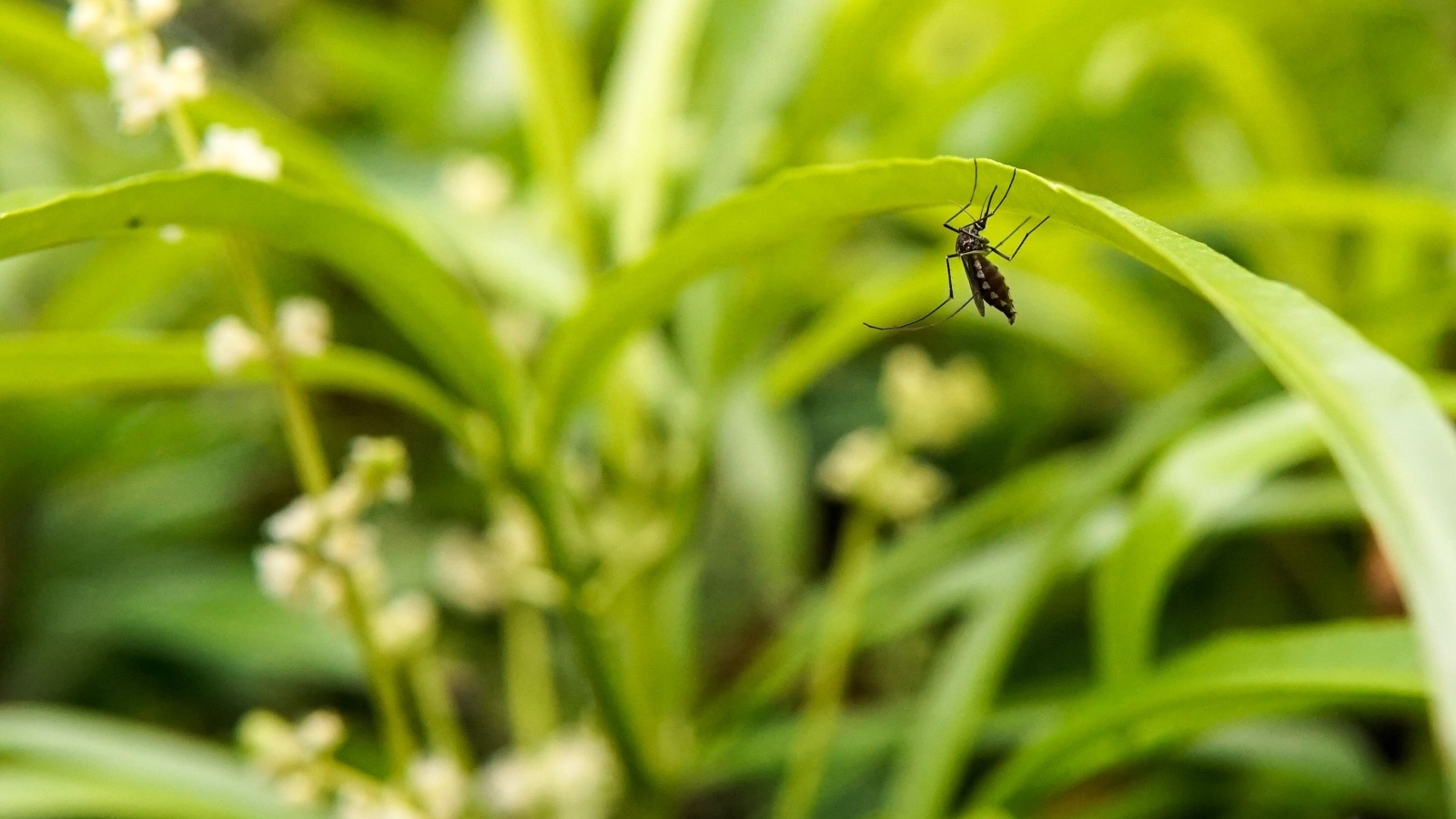 Why Mosquitoes Love Shade, Dense Landscaping, and Overgrown Shrubs