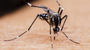 When Should You Call a Professional for Mosquito Control in Newburyport?