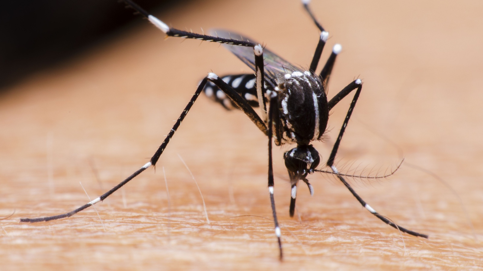 When Should You Call a Professional for Mosquito Control in Newburyport?