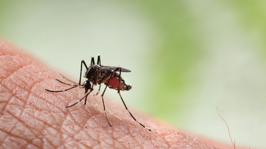 Why Some Andover Neighborhoods Have Worse Mosquito Problems Than Others