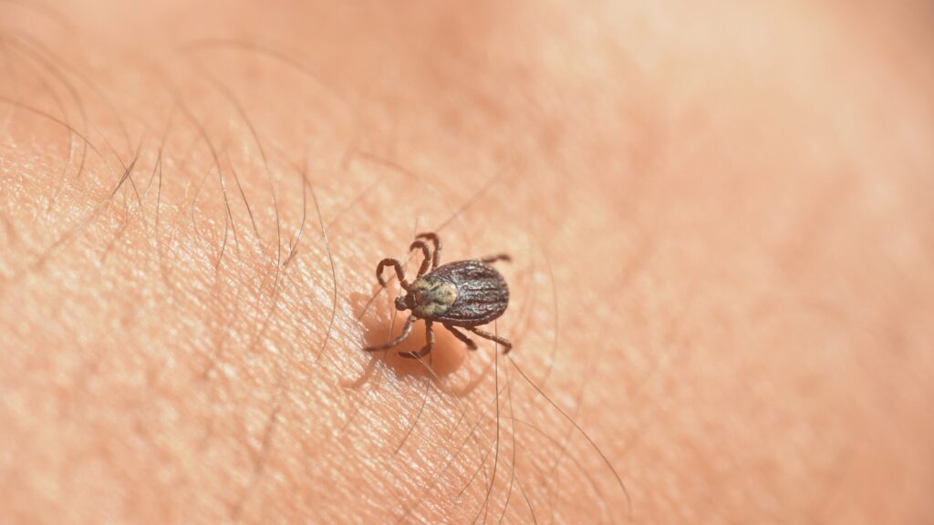 Are Ticks Still Active in October and November in Massachusetts?