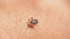 Are Ticks Still Active in October and November in Massachusetts?