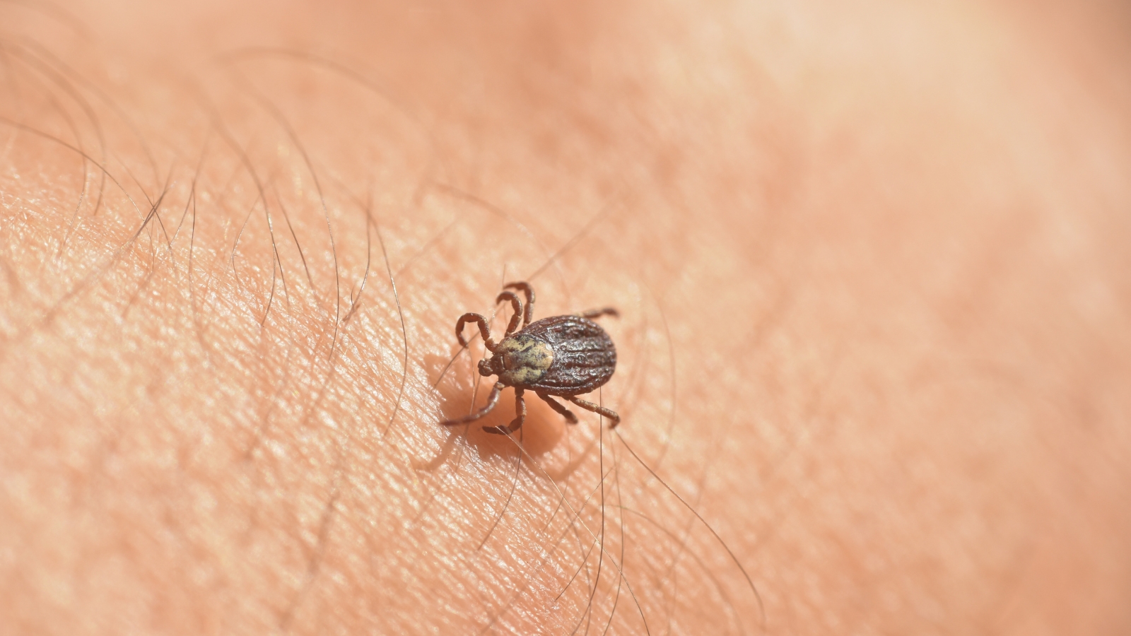 Are Ticks Still Active in October and November in Massachusetts?
