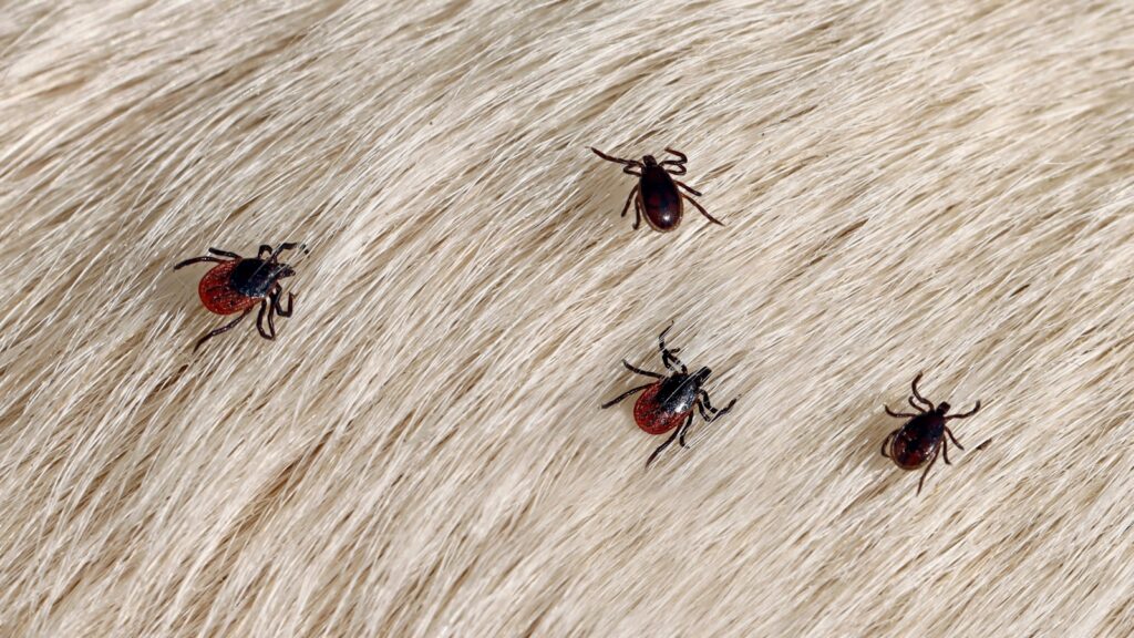 Why Are There So Many Ticks in Topsfield, MA?
