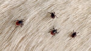 Why Are There So Many Ticks in Topsfield, MA?