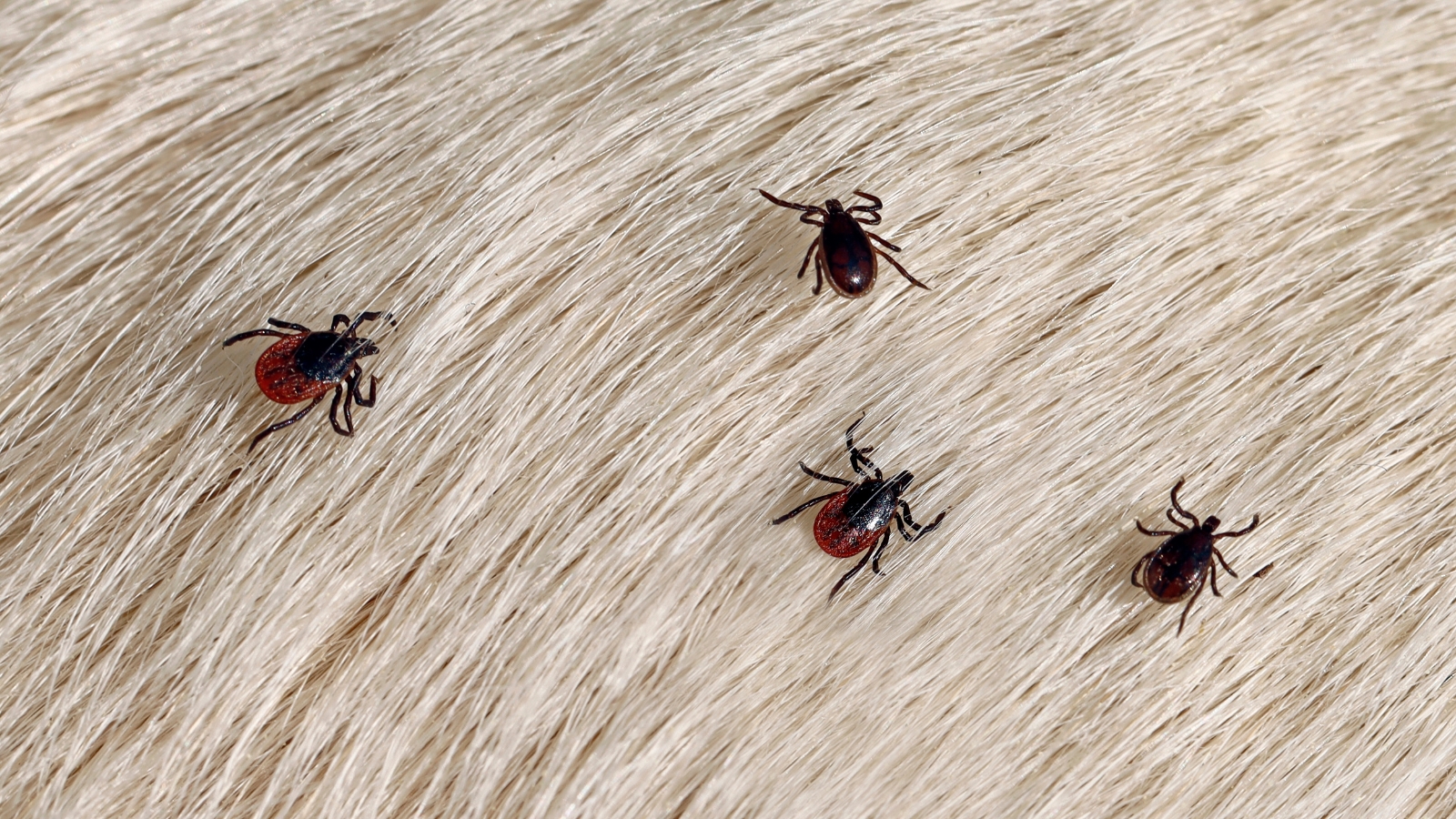 Why Are There So Many Ticks in Topsfield, MA?