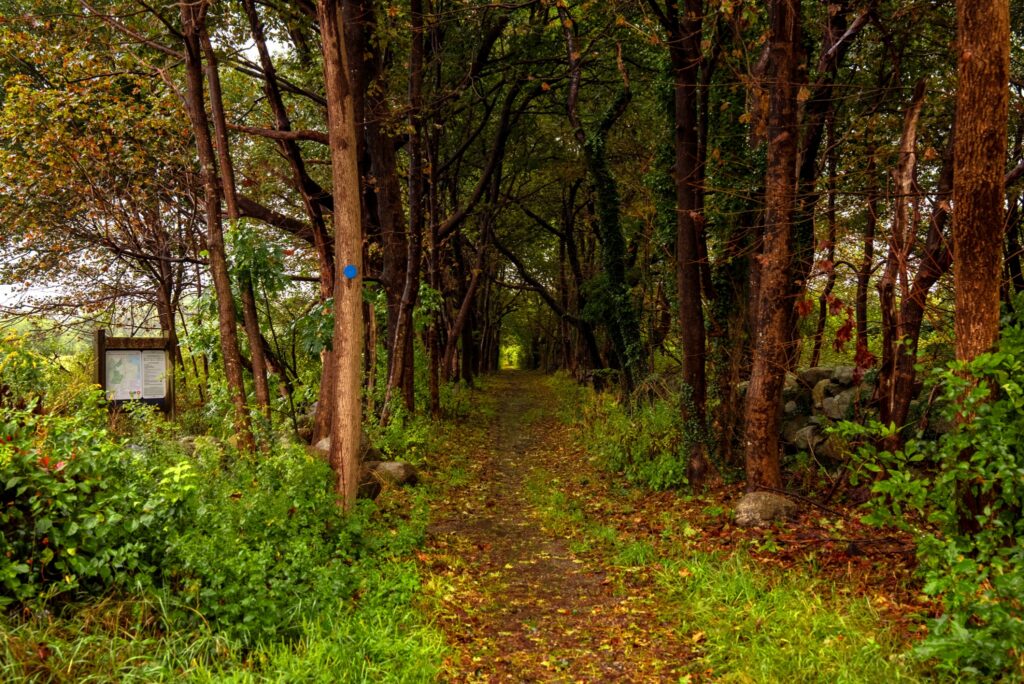 Shaded woodland path beside a stone wall and leaf litter, showing habitat that explains why ticks follow yard edges.