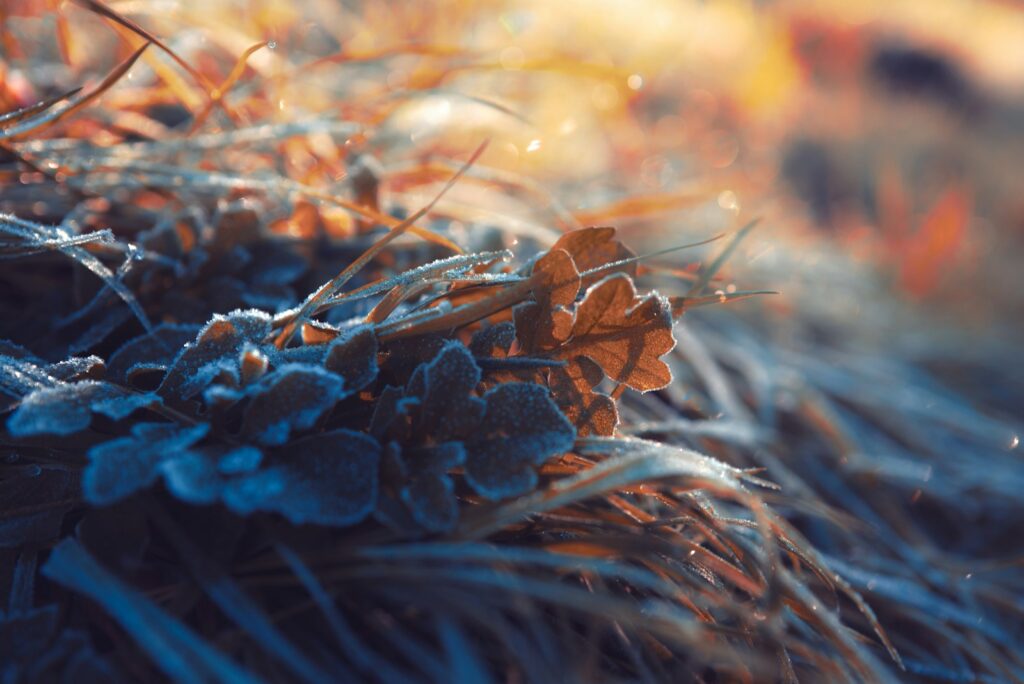 Close-up of frost crystals coating low-growing vegetation.
