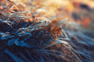 Close-up of frost crystals coating low-growing vegetation.