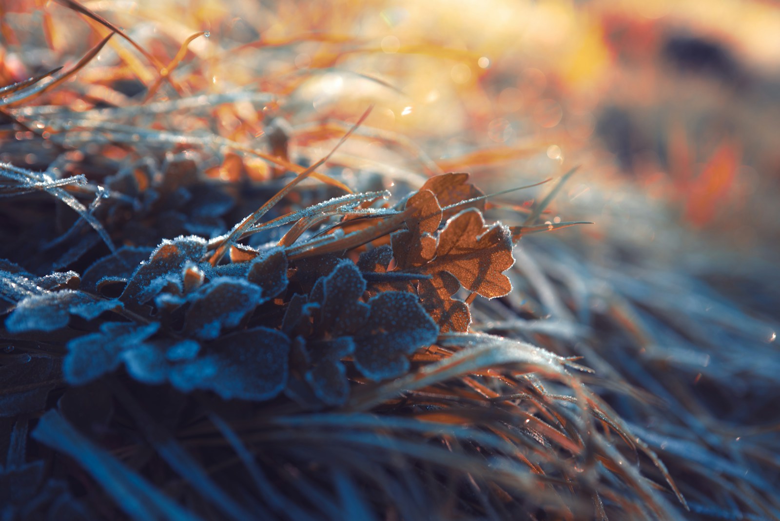 Close-up of frost crystals coating low-growing vegetation.